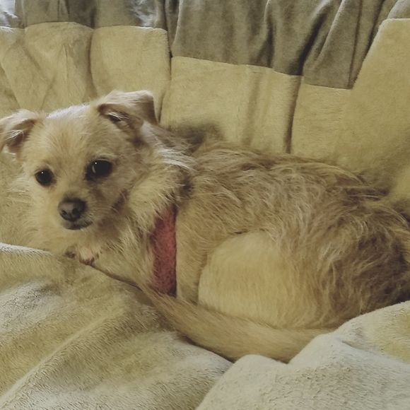 Meet your Posher, Denise - Picture 1 of 1